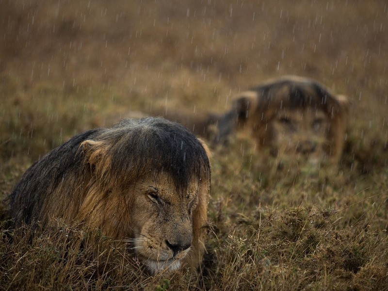 Мокрый лев